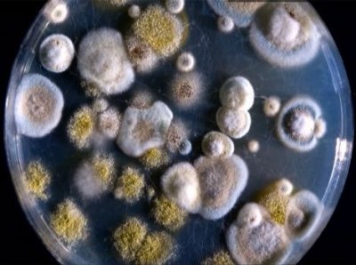 Пенициллин и цитрин - антибактериальные продукты плесени